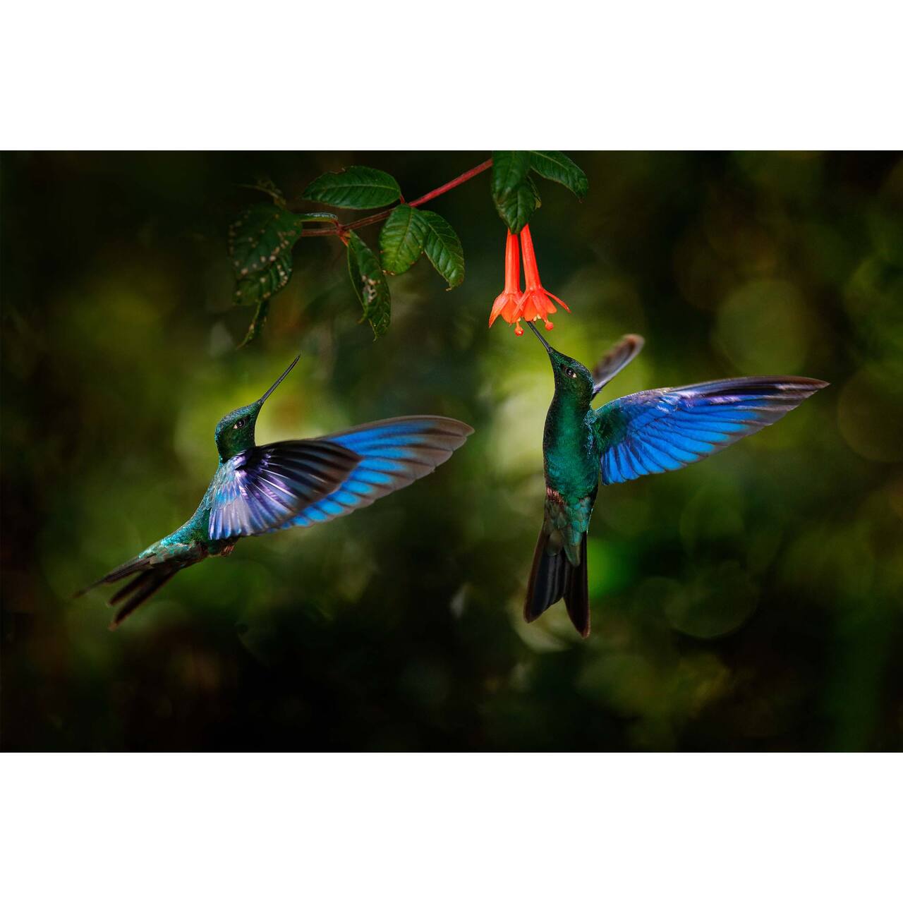 Sparkly Selections Hummingbirds Diamond Painting Kit, Round Diamonds